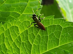Ichneumon annulatorius