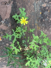 Cineraria lyratiformis
