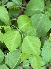 Phaseolus polystachios