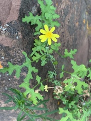 Cineraria lyratiformis