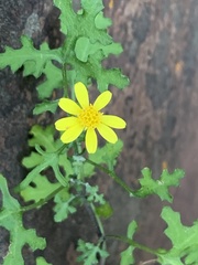 Cineraria lyratiformis