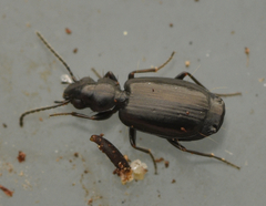 Syntomus foveatus
