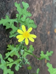 Cineraria lyratiformis