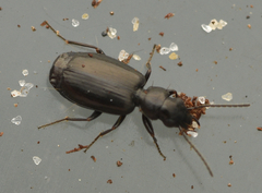 Syntomus foveatus