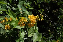 Senna chrysocarpa