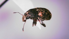 Goniocloeus bimaculatus