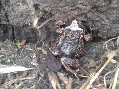 Pristimantis unistrigatus