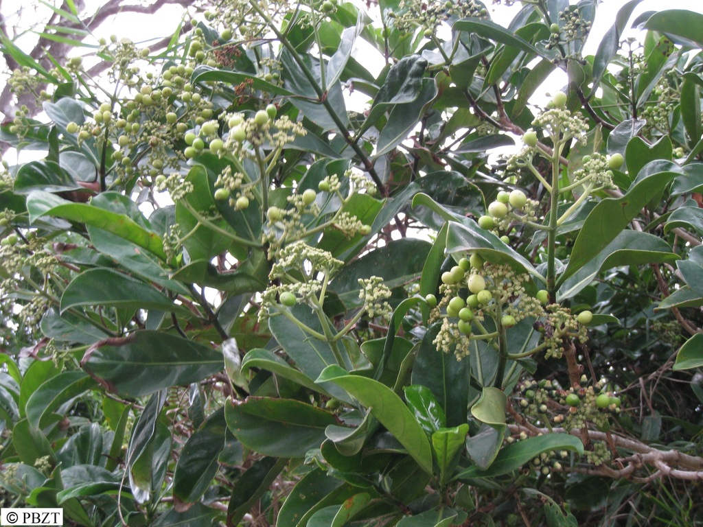 Gaertnera arenaria