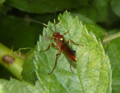 Ectopimorpha wilsoni