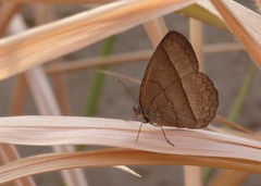 Capronnieria galesus