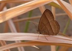 Capronnieria galesus