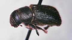Dendroctonus terebrans