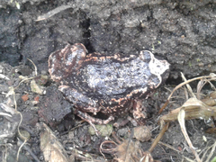 Pristimantis unistrigatus