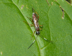 Diapetimorpha