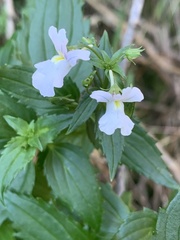 Nemesia silvatica
