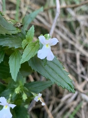 Nemesia silvatica