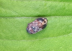 Penthimia americana