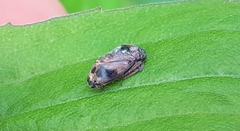 Penthimia americana