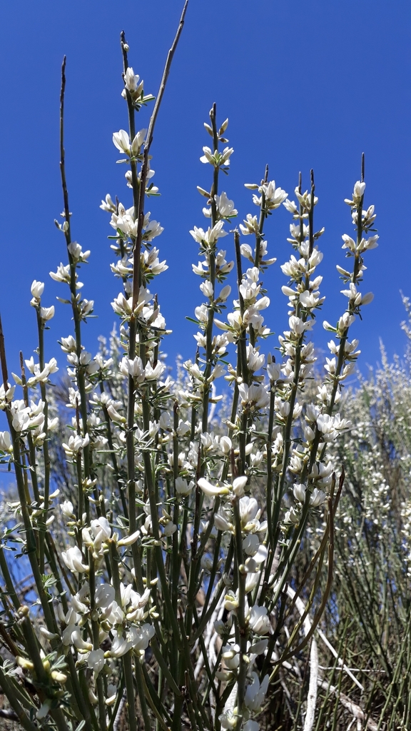 Cytisus supranubius (Cytisus supranubius)