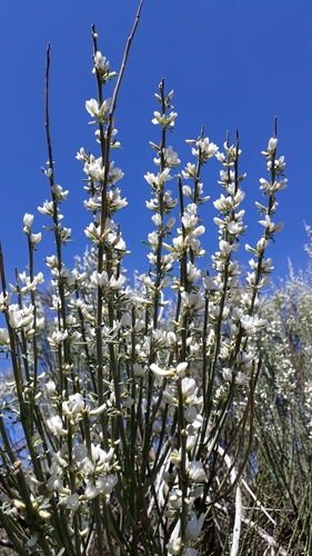 Cytisus supranubius (Cytisus supranubius)