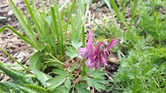 Corydalis solida