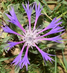 Centaurea graminifolia