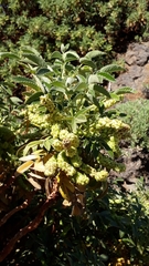 Bencomia exstipulata