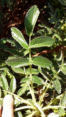 Bencomia exstipulata