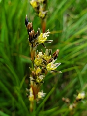 Juncus squarrosus