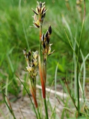 Juncus squarrosus