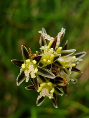 Juncus squarrosus