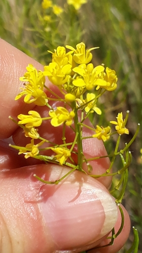 Descurainia bourgaeana (Descurainia bourgaeana)