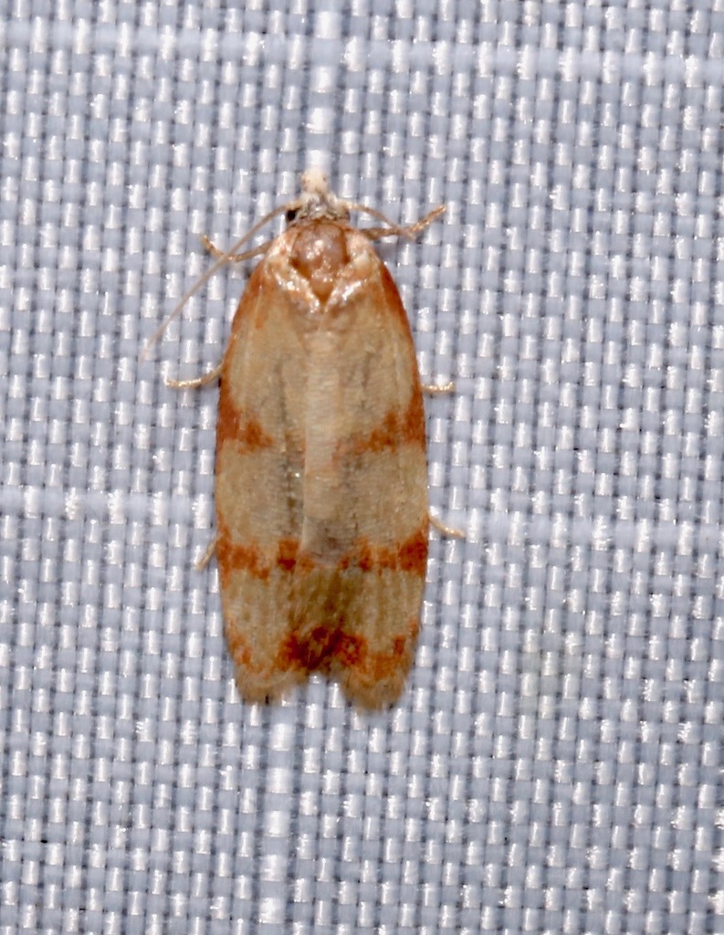Sparganothis lindalinea