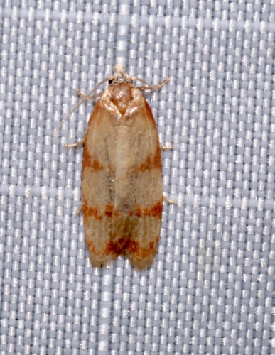Sparganothis lindalinea