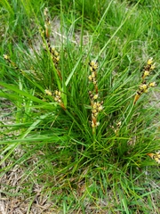 Juncus squarrosus