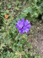 Dichelostemma congestum