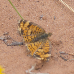 Phyciodes mylitta arizonensis