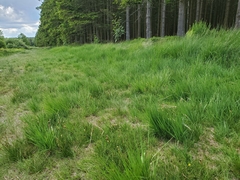 Juncus squarrosus