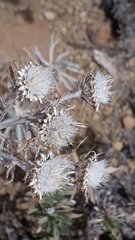 Carlina xeranthemoides image