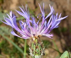 Centaurea graminifolia