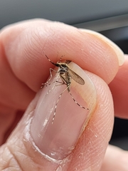 Aedes sollicitans