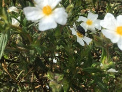 Oxythyrea funesta