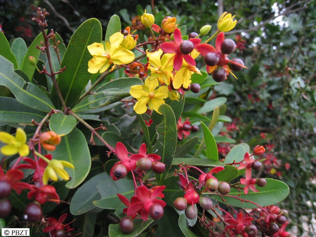 Campylospermum