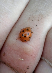 Henosepilachna argus