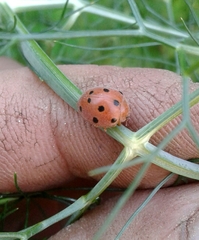 Henosepilachna argus