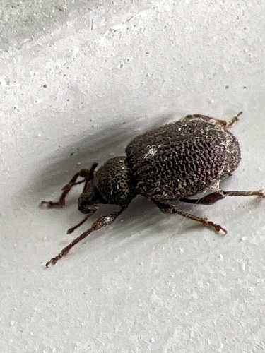 Rough strawberry root weevil photo 5
