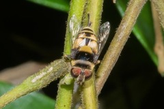 Palpada pusilla