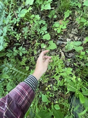 Astranthium integrifolium