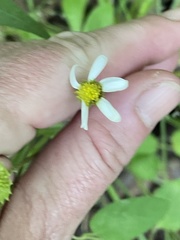 Astranthium integrifolium