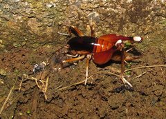 Apotetamenus amazonae